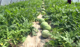 沛县吃瓜最新事件爆料